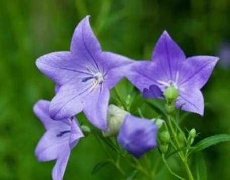 桔梗花色系 桔梗花色系