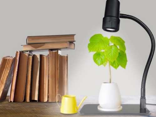 辦公室日光燈植物 辦公室日光燈植物