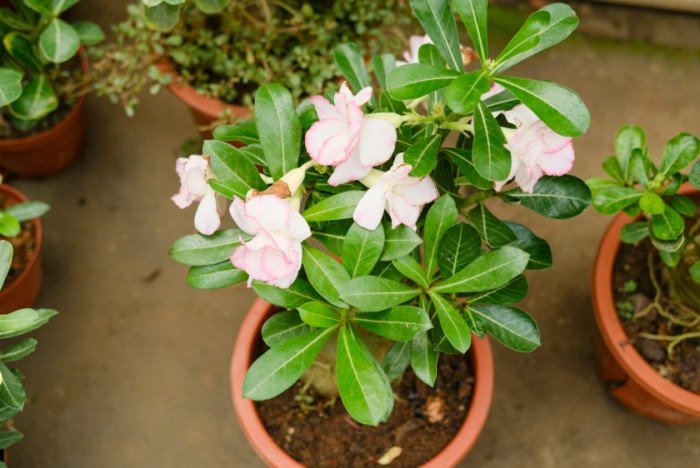 沙漠玫瑰病害 沙漠玫瑰病害