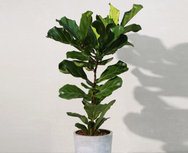 琴葉榕 冬天照顧 琴葉榕 冬天照顧