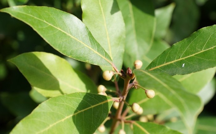 白玉蘭葉精油調配比例 白玉蘭葉精油調配比例