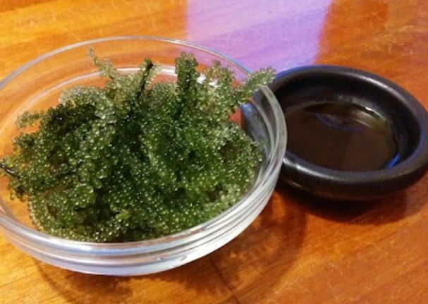 海葡萄光照需求 海葡萄光照需求