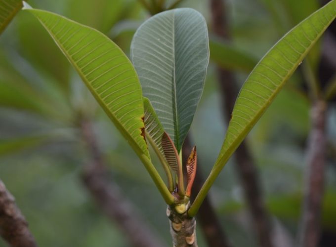 雞蛋花枝條繁殖 雞蛋花枝條繁殖