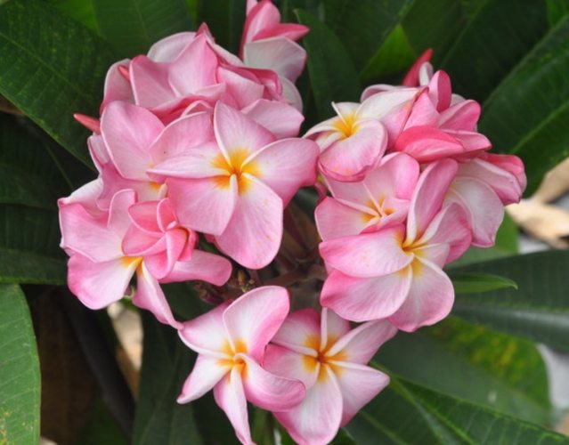 雞蛋花葉子枯黃