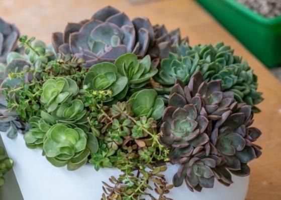 石蓮花室內 石蓮花室內