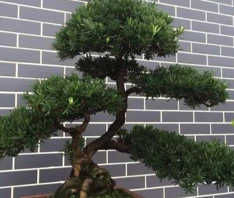 罗汉松塑形方法