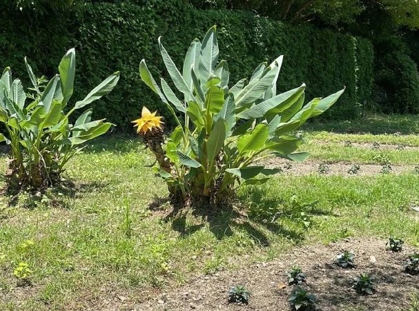 天堂鳥不開花 天堂鳥不開花