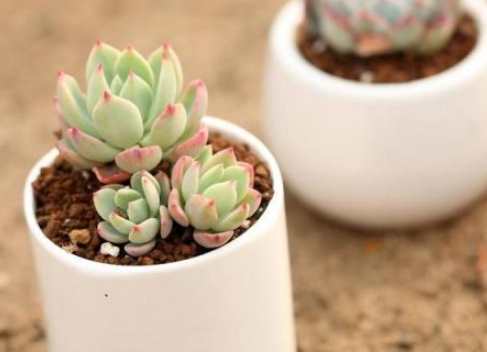 多肉 冬天 多久澆 水