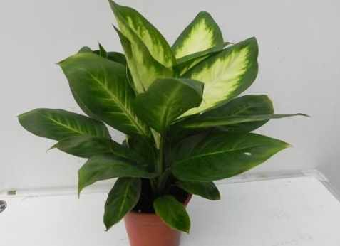 萬年青肥料推薦