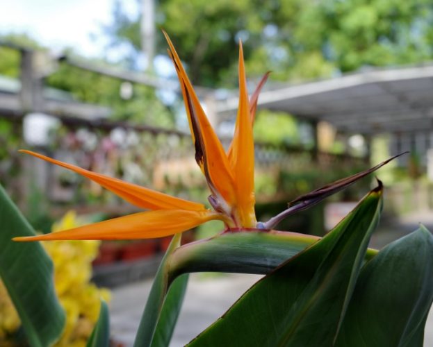 天堂鳥生長速度 天堂鳥生長速度