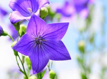 桔梗紫色 意義 桔梗紫色 意義