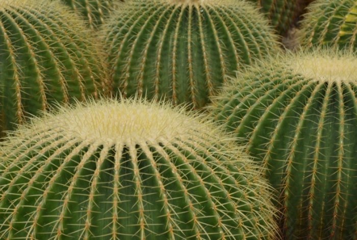 仙人掌復活方法