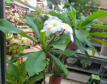 雞蛋花盆栽 雞蛋花盆栽