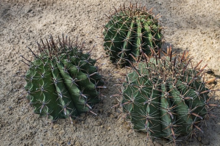 多肉植物病害防治 多肉植物病害防治