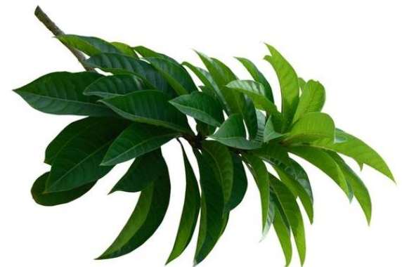 植物葉子保養 植物葉子保養