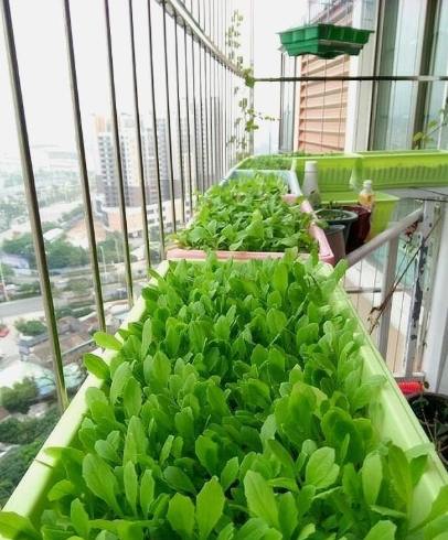 陽台種菜推薦 陽台種菜推薦