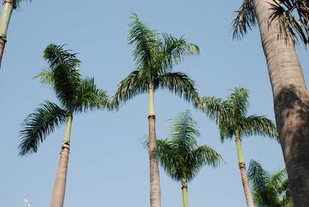 椰子樹修剪 椰子樹修剪