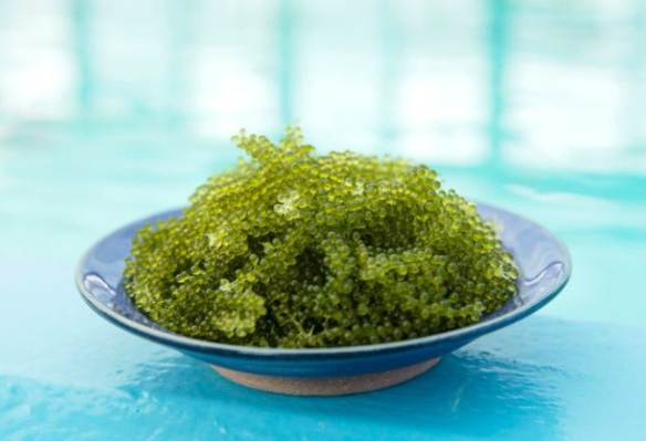 海葡萄種植 海葡萄種植