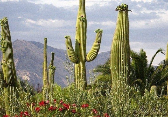 仙人掌根系 仙人掌根系