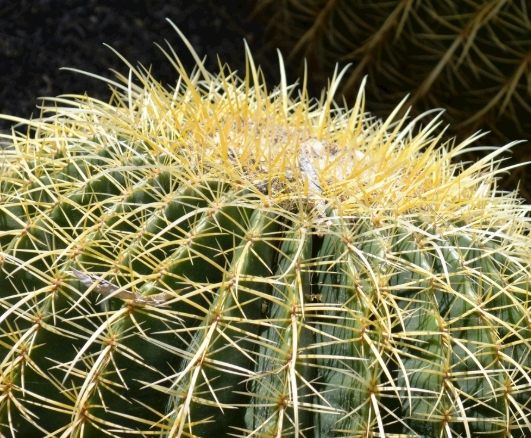 拯救仙人掌技巧