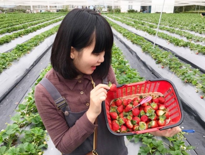 苗栗草莓季節 苗栗草莓季節