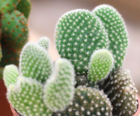 仙人掌護理 仙人掌護理