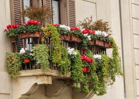 不用照顧蔬菜 不用照顧蔬菜