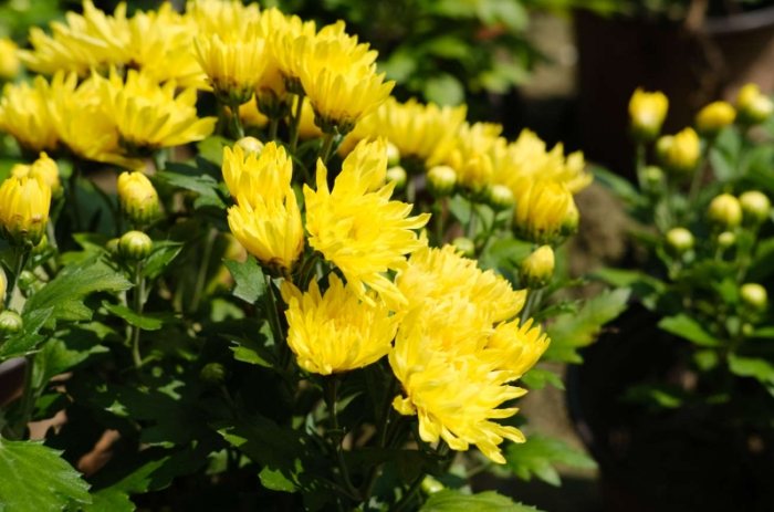 菊花景點 菊花景點