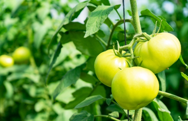 咳嗽有痰可以吃番茄嗎