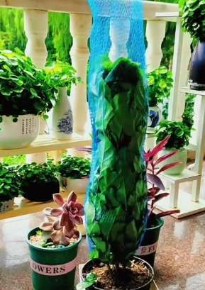 代表自己的植物 代表自己的植物