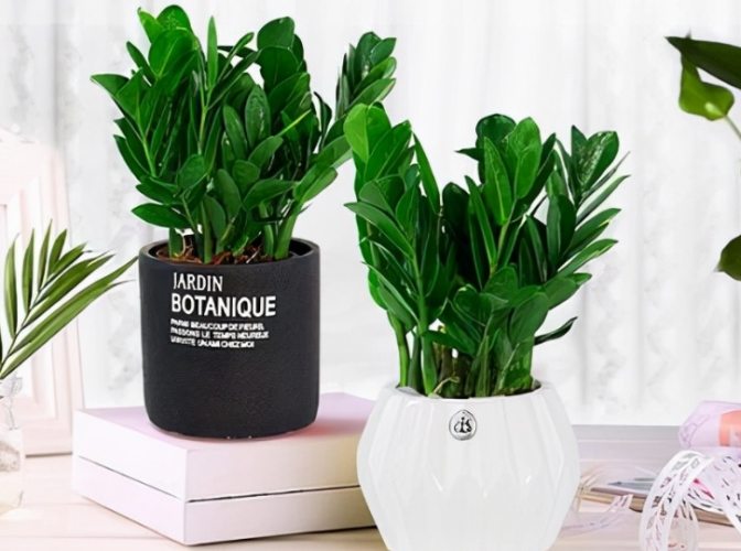 金钱树可以放室外吗