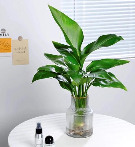 水培天堂鳥 水培天堂鳥