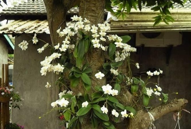 蘭花板植 蘭花板植