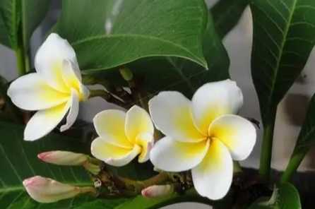 雞蛋花盆栽種植 雞蛋花盆栽種植