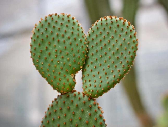 仙人掌枯萎怎麼辦