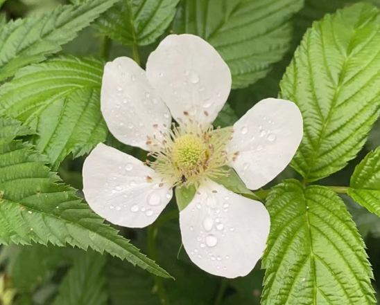 五瓣花花語 五瓣花花語