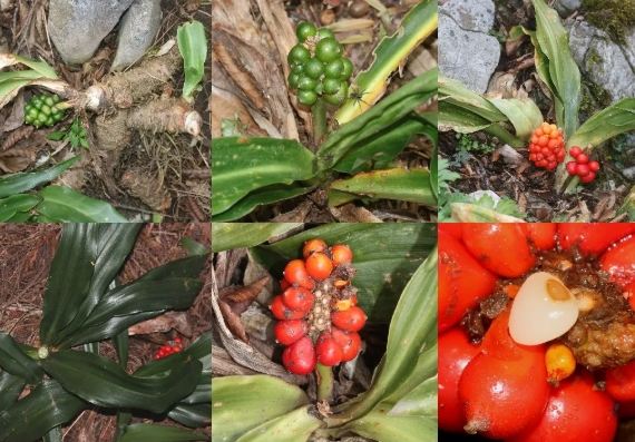 萬年青養護 萬年青養護