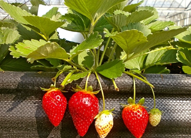 養樂多草莓怎麼種