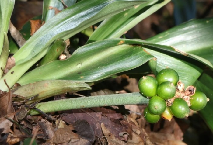 室內植物種植 室內植物種植