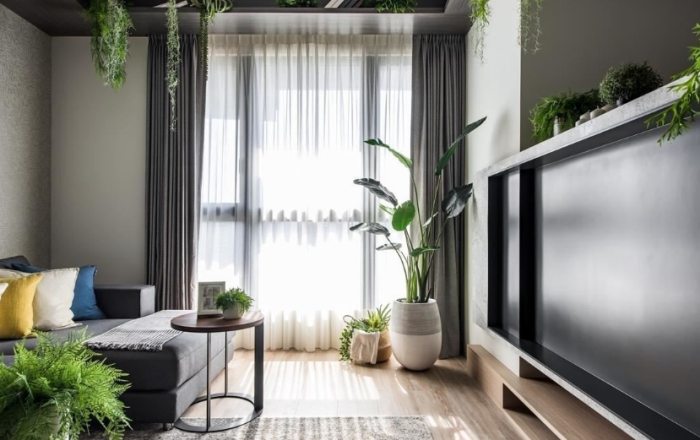 客廳適合的植物