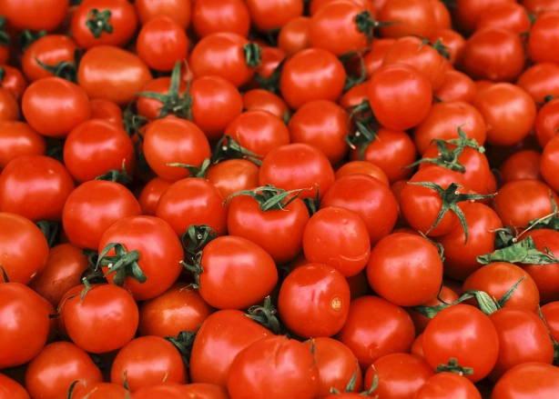 小番茄盆栽種植 小番茄盆栽種植