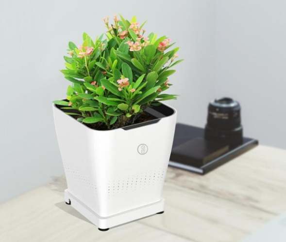 不需換盆植物 不需換盆植物