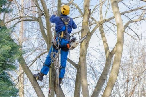 修剪樹木安全 修剪樹木安全