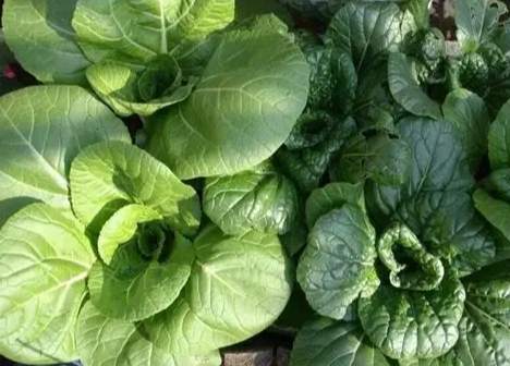 容易種植的蔬菜 容易種植的蔬菜