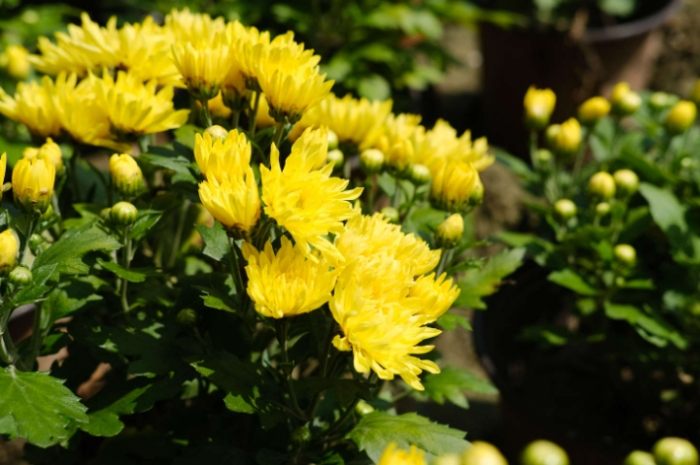 菊花是多年生植物嗎 菊花是多年生植物嗎