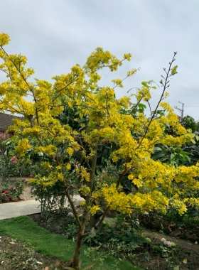 越南黃梅花 越南黃梅花