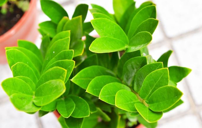 陽台樹木推薦 陽台樹木推薦