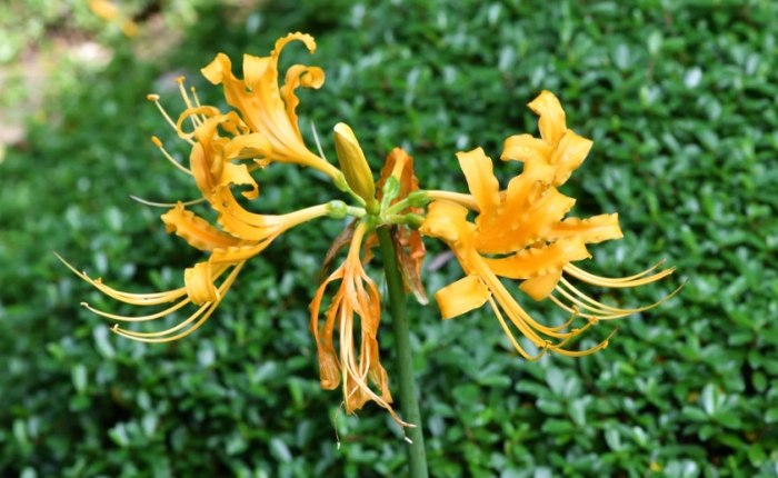 龍爪植物養護 龍爪植物養護