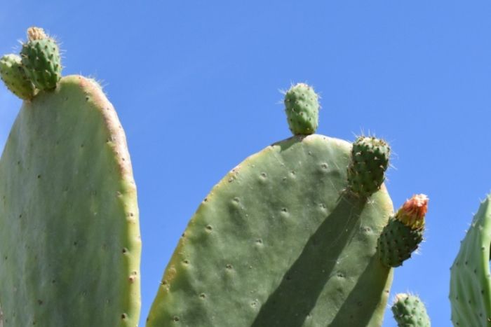 仙人掌種植方法