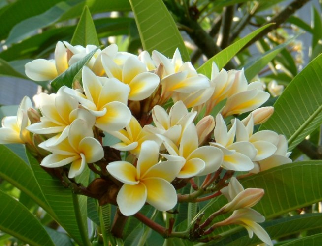 雞蛋花生長速度